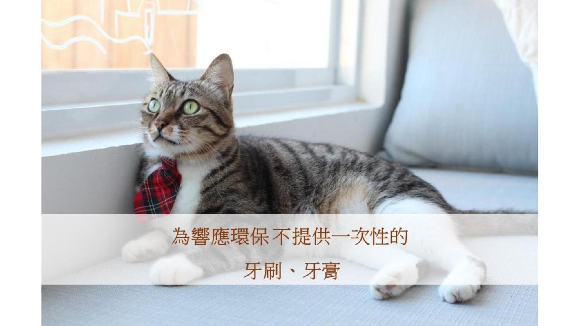 南湾 Cat At Greece Bed & Breakfast エクステリア 写真