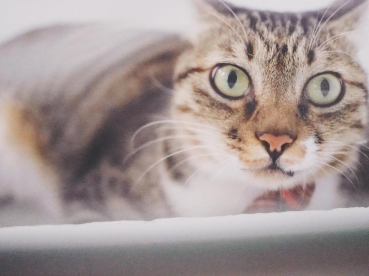 南湾 Cat At Greece Bed & Breakfast エクステリア 写真