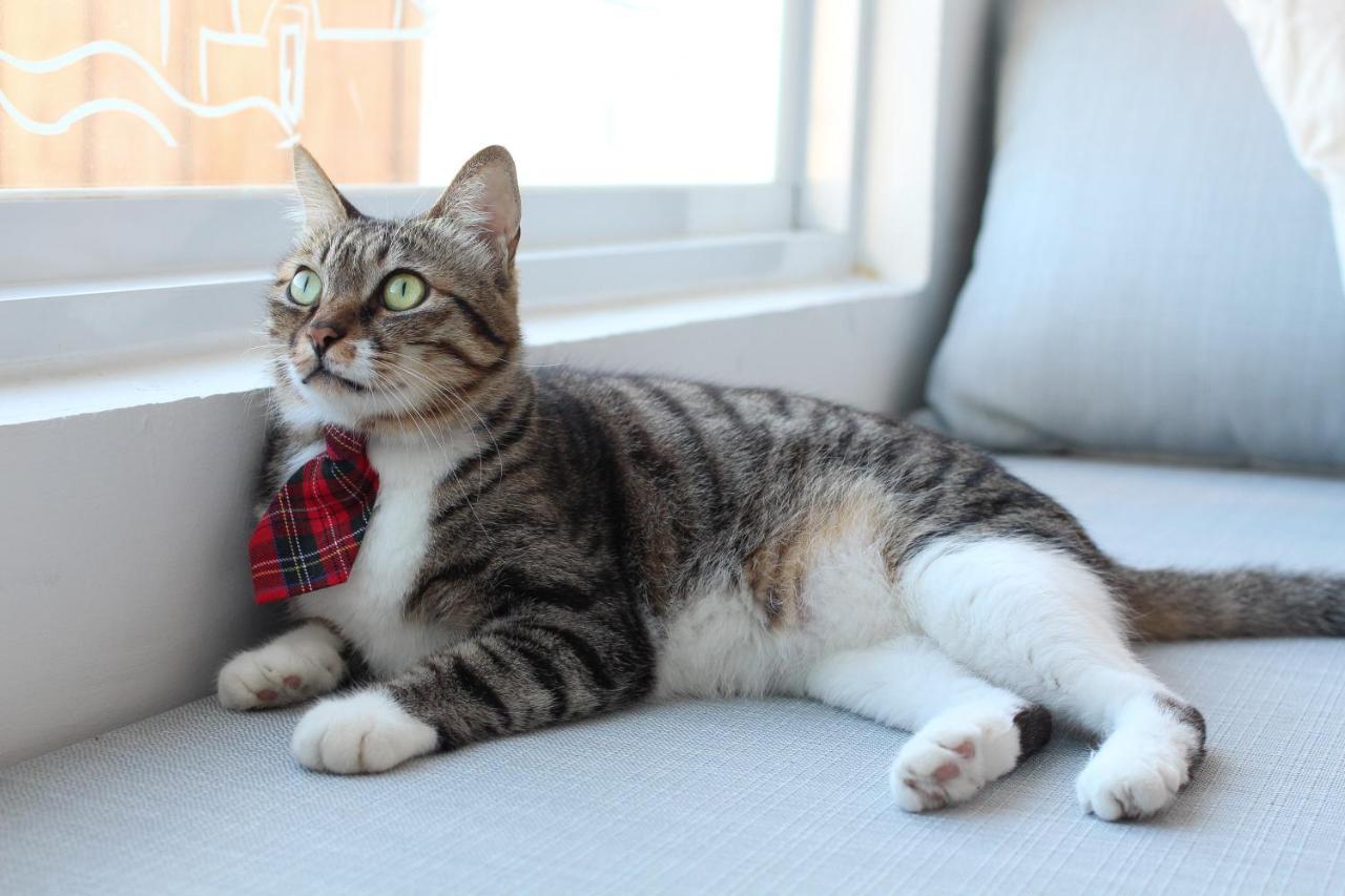 南湾 Cat At Greece Bed & Breakfast エクステリア 写真