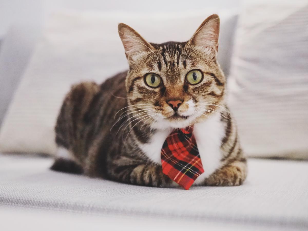 南湾 Cat At Greece Bed & Breakfast エクステリア 写真
